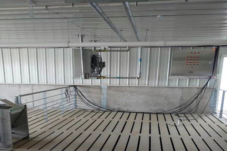 pig farm granja de cerdos