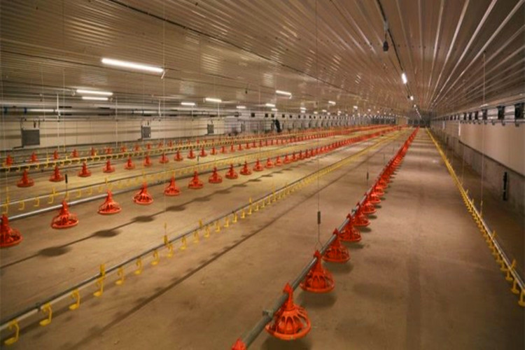 chicken feeding system sistema de alimentación de pollo