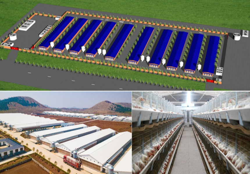 Granjas de pollos de pollos tridimensionales estandarizadas