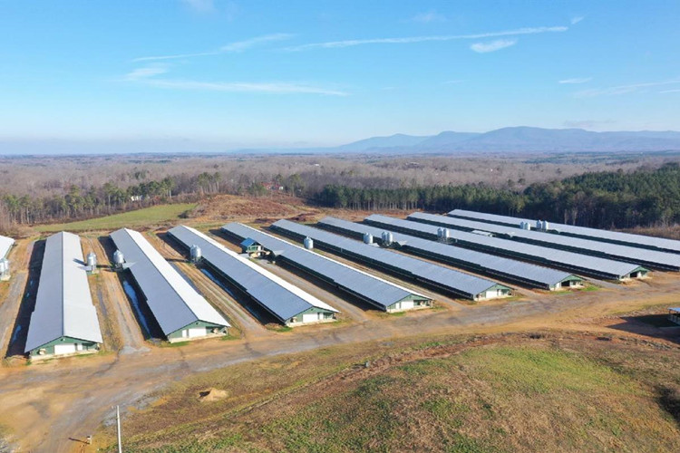 Granja de pollo de broiler grande