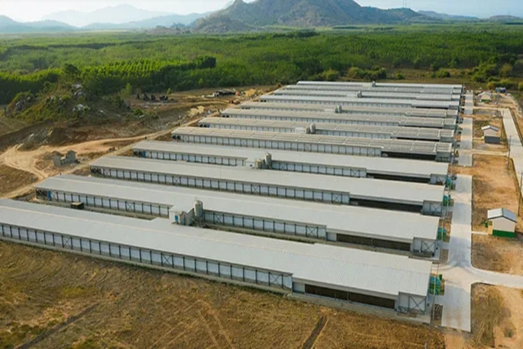 granja av&iacute;cola