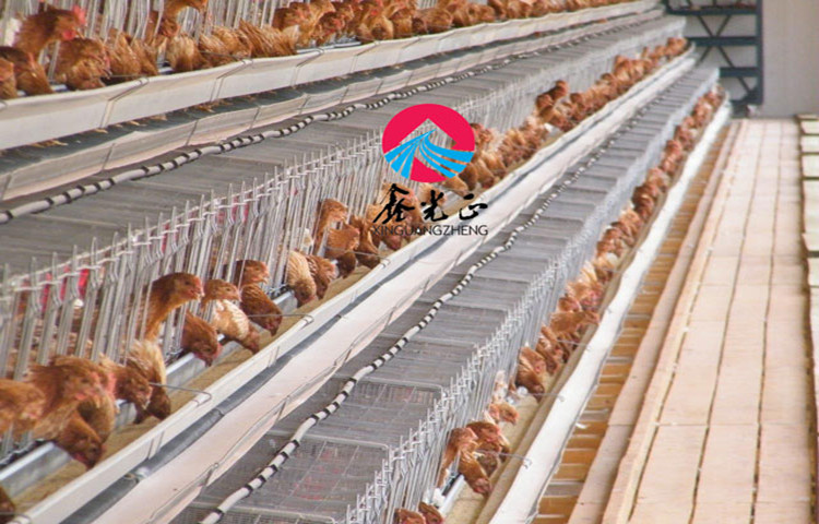 Granja de pollos de capa de alimentación de jaula galvanizada estándar