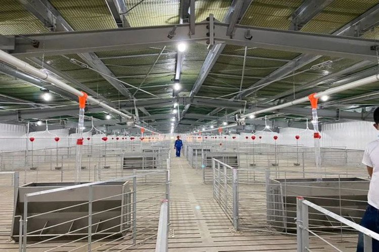 500 cabezas Mother Sows Pig Farm