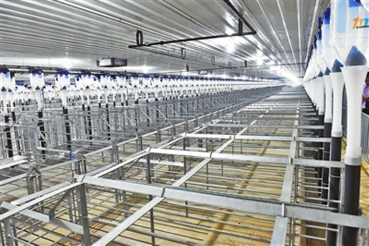 Nuevo marco de acero de galvanización fabricada con construcción de granja de cerdos reproductores 