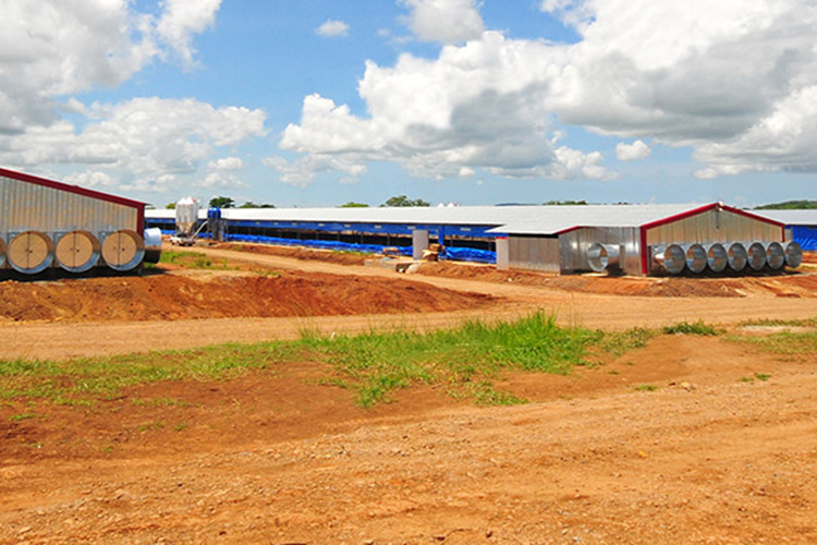 soluciones de aves de corral
