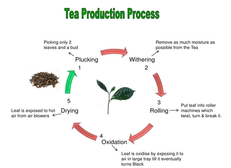 proceso de producci&oacute;n de t&eacute;