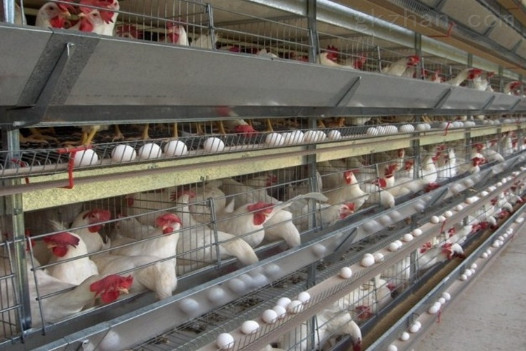 Granja avícola para gallinas ponedoras con jaula de batería de marco H