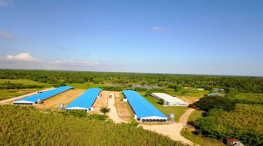 Granja de pollos para asar