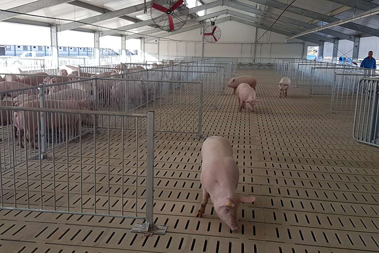 Cobertizo de acero prefabricado para granja de cerdos de alimentación de siembra electrónica