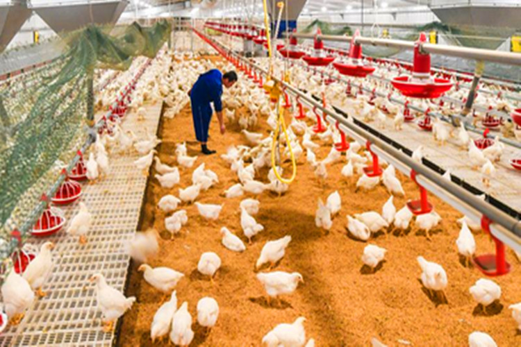 p&aacute;jaros de carne