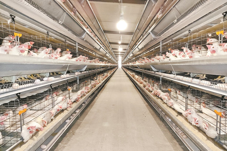 Fábrica de reproducción prefabricada para la producción de huevos con jaulas de pollo avícola