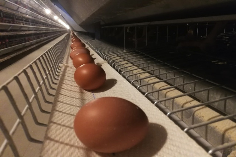 Fábrica de cría de aves de capa interior para la producción de huevos