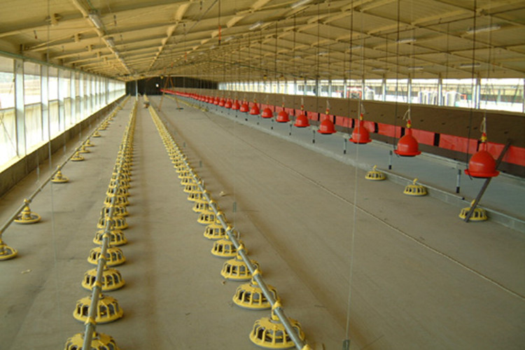 Casa de producción avícola prefabricada automática para pollos de engorde