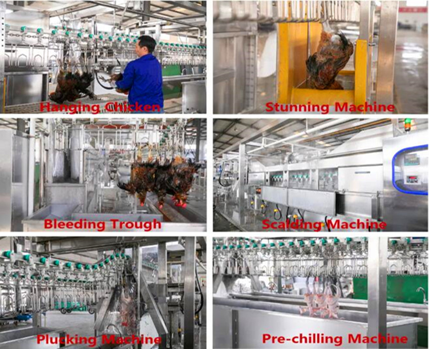 procesamiento de pollo 