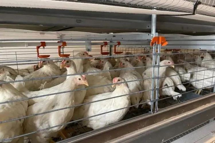 Alimentaci&oacute;n de jaula