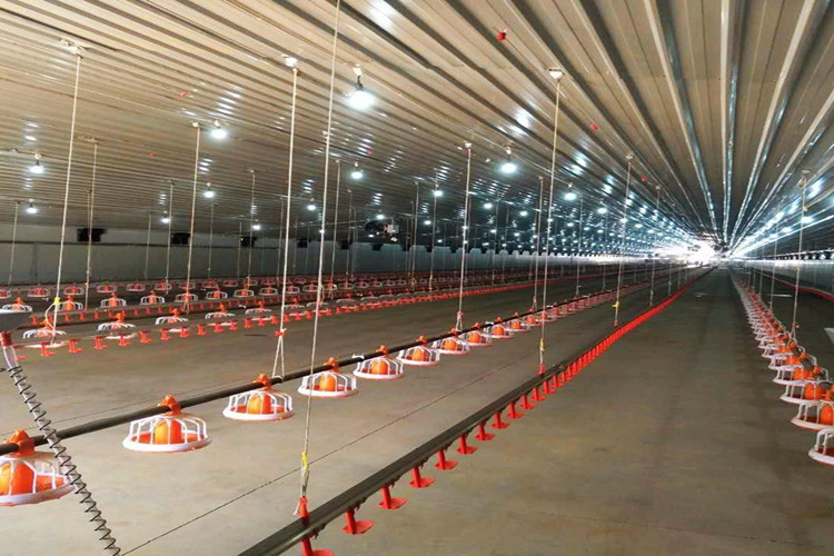 Equimento de granja de pollo autom&aacute;tico