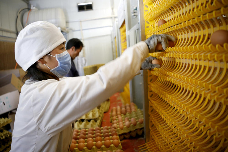 Fábrica de reproducción prefabricada para la producción de huevos con jaulas de pollo avícola