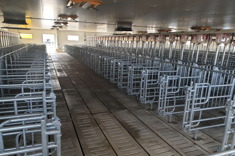 Estructura de acero prefabricada con equipo de elevación automático para granja de cerdos