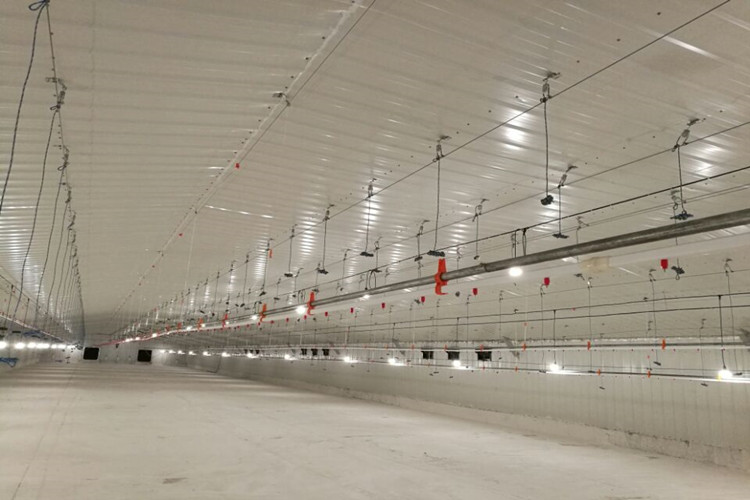 granja av&iacute;cola