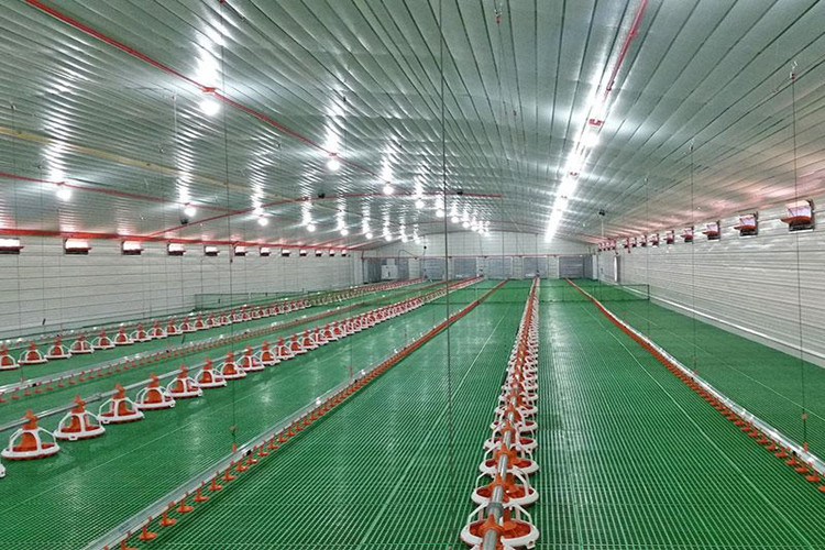 Edificios de acero de la agricultura para el cobertizo del pollo de engorde con el equipo de las aves de corral