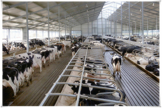 Solución de estructura de acero estándar para granja lechera