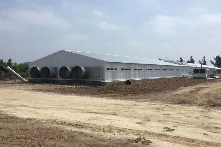 Edificio de acero de agricultura avícola para granja de pollos