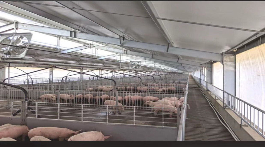 Cobertizo de cerdo cultivador con bolígrafos internos en Australia