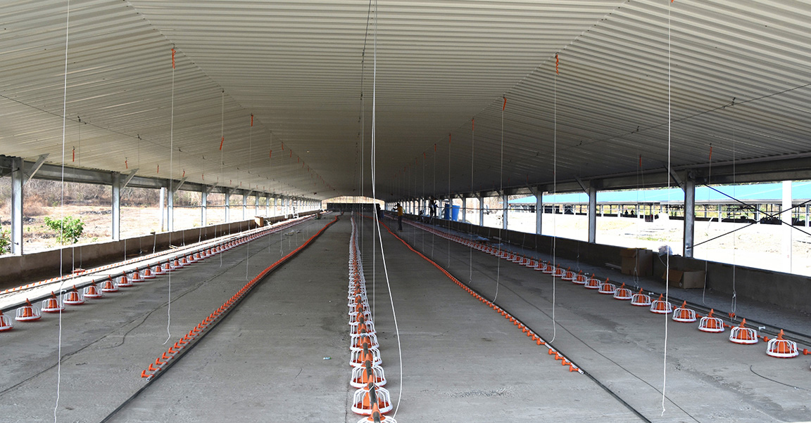 Casa de pollo de pollo2