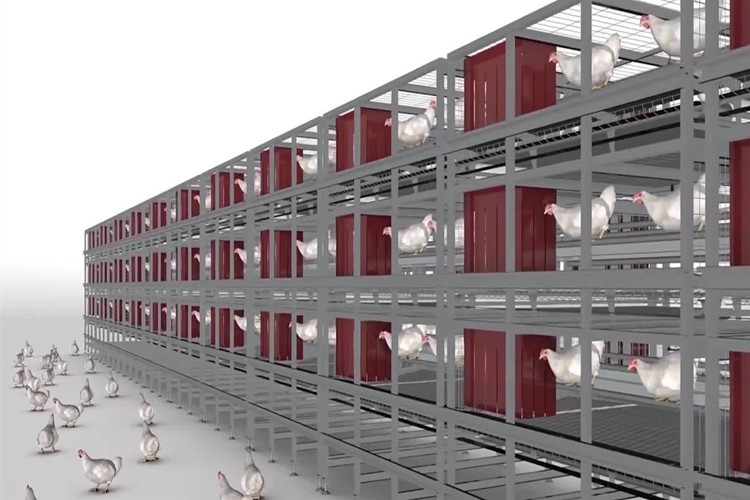 Fábrica de reproducción moderna para la agricultura de capas con cooperativas de jaula