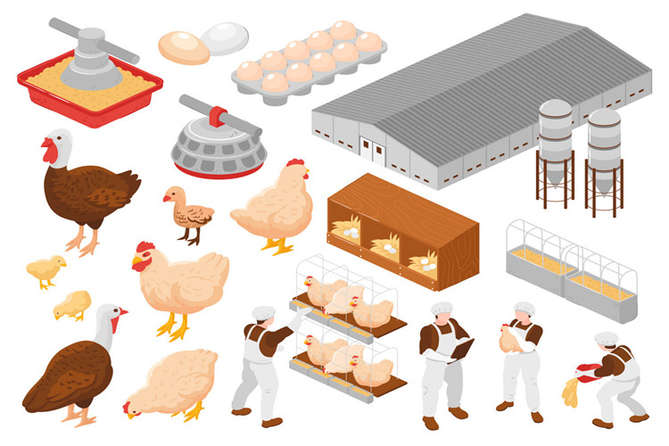 Granja de cría moderna para pollos de engorde prefabricados