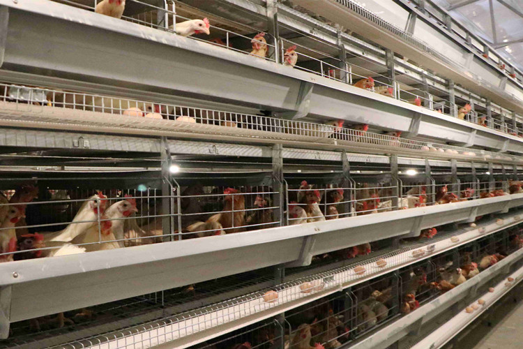 jaula de bater&iacute;a