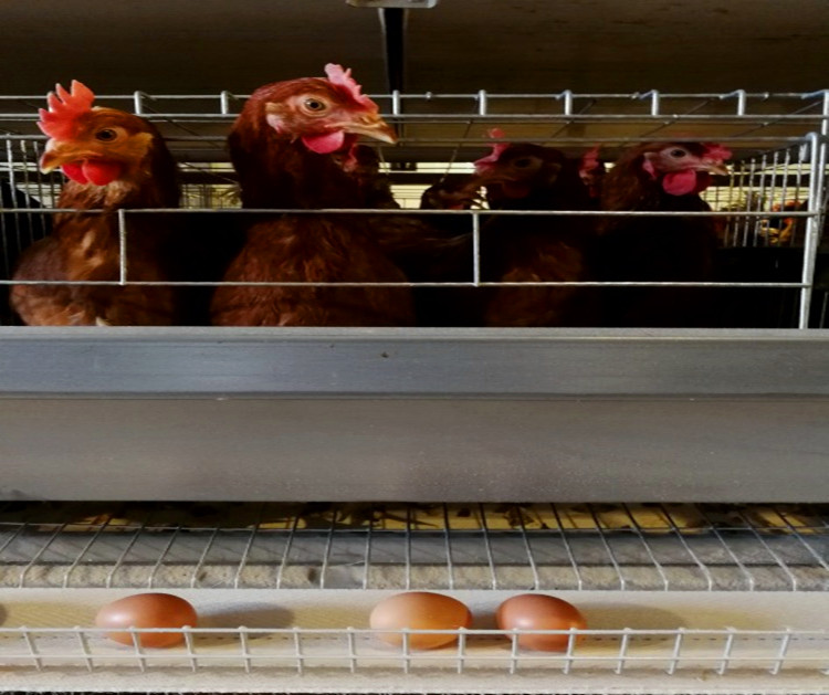 Producci&oacute;n de huevos de gallina