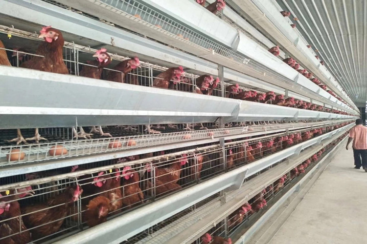 Edificio de acero agrícola para granja de pollos de capa con equipo avícola