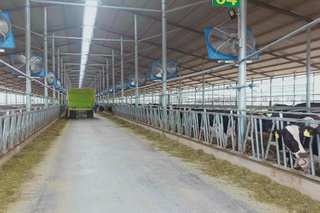 Edificio de estructura de acero galvanizado de bajo costo para cobertizo de vacas