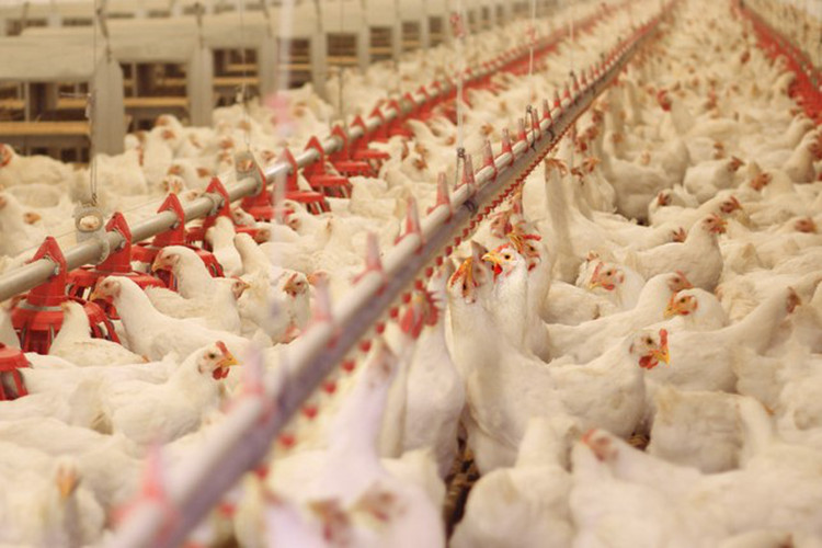 Proyecto de la industria agrícola de aves de corral de pollo a gran escala de pájaros