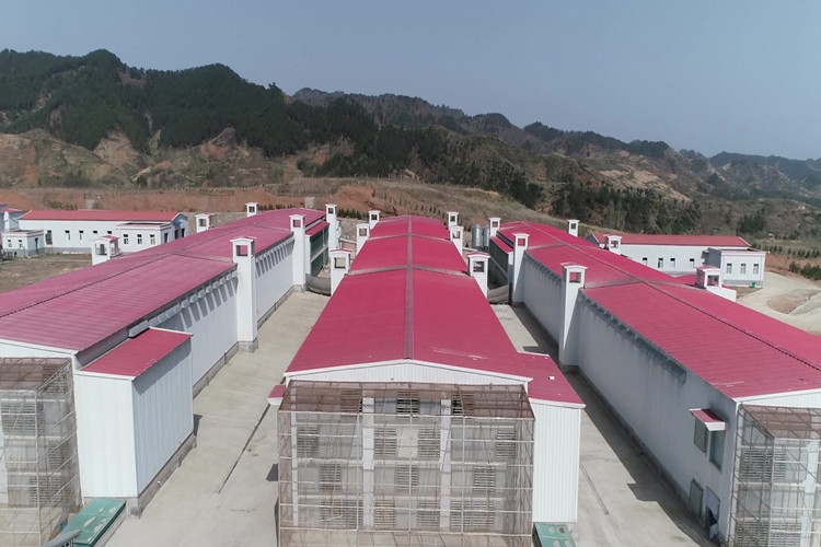 granja av&iacute;cola