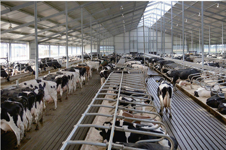 Edificio de estructura de acero galvanizado de bajo costo para cobertizo de vacas