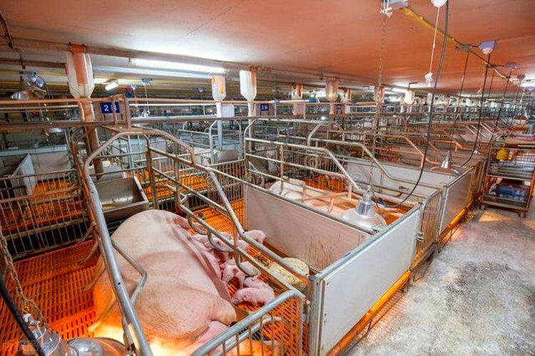 500 cabezas Mother Sows Pig Farm