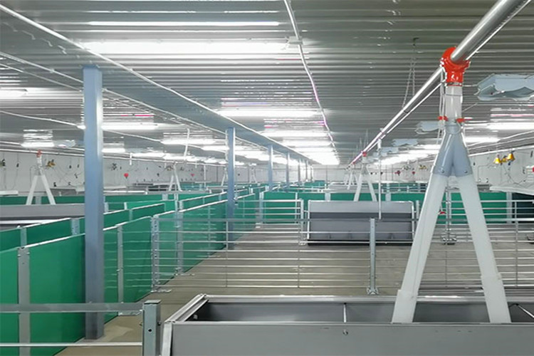 cobertizo de cerdo de cerdo