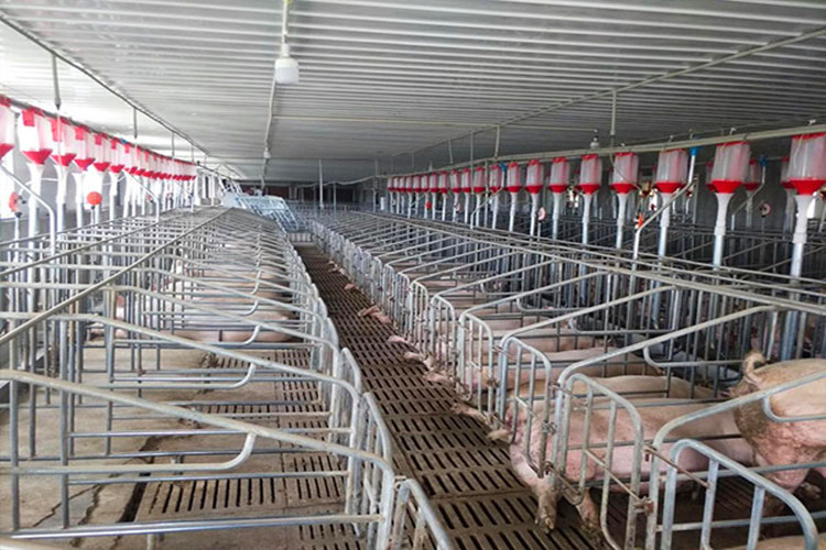 Solución de reproducción de pigger Estructura de acero granja de cerdo de la granja
