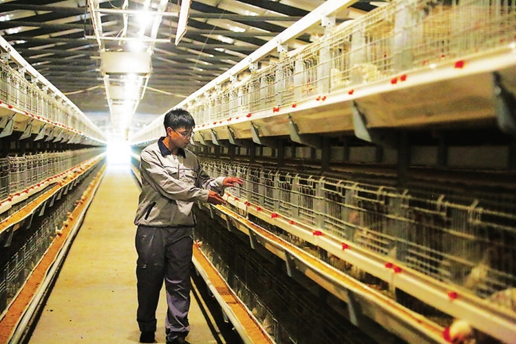 sistema de alimentaci&oacute;n en jaula