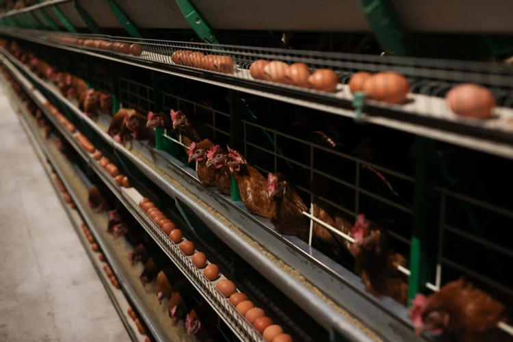 Granja de pollos Mordern para carne de asador con equipo de aves