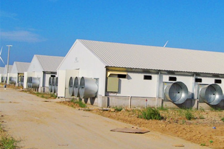 Soluciones de cría automática para granjas de pollos de engorde de aves de corral prefabricadas