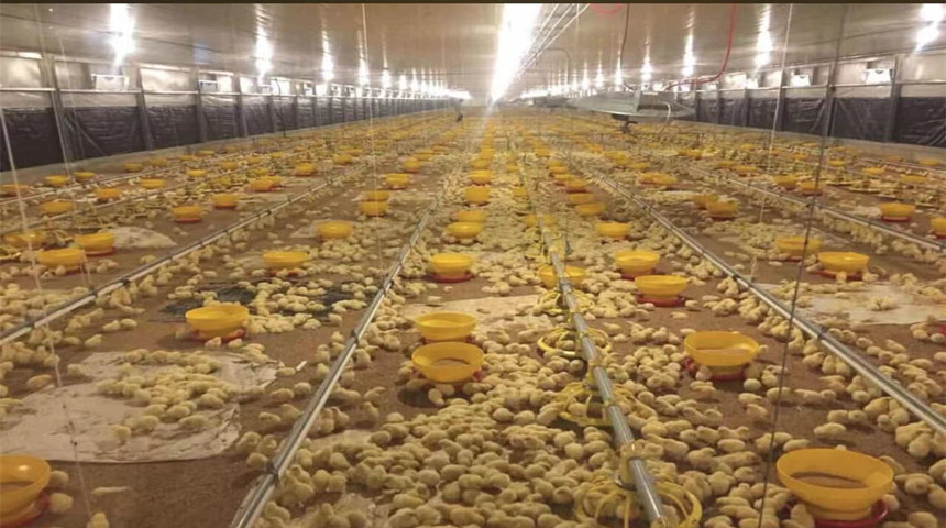 casa de pollo de carne