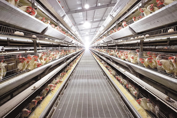 p&aacute;jaros de pollo en la jaula