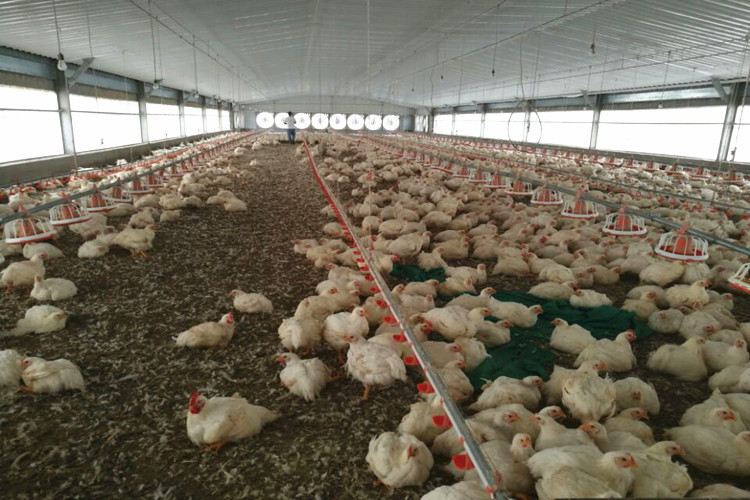 Granja avícola estándar de 10000 aves para pollos de engorde