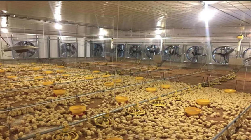 Granja avícola para pollo de engorde en dominicano
